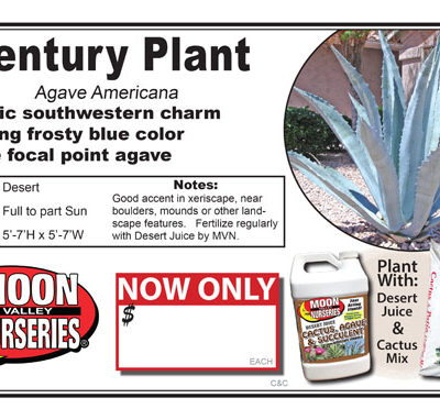 Agave Americana