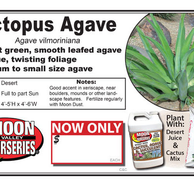 Agave Octopus