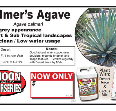 Agave Palmer's