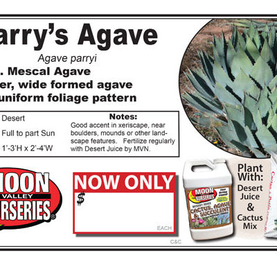 Agave Parry's Agave
