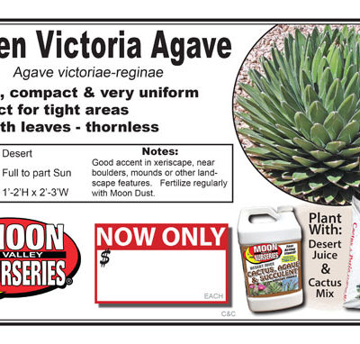 Agave Queen Victoria