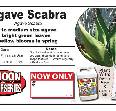 Agave Scabra