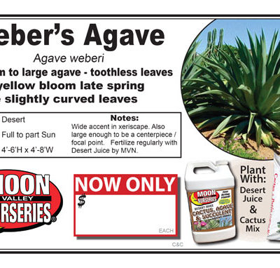 Agave Weber's