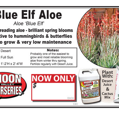Aloe Blue Elf