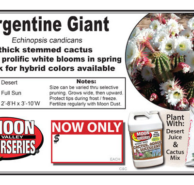 Cactus Argentine Giant