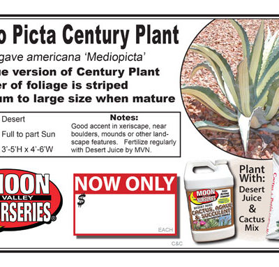 Agave Americana Medio Picta