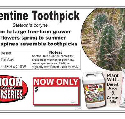 Cactus Argentine Toothpick