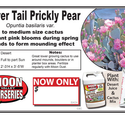 Cactus Beaver Tail Prickly Pear