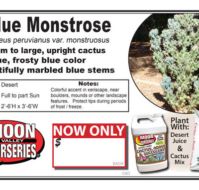 Cactus Blue Monstrose