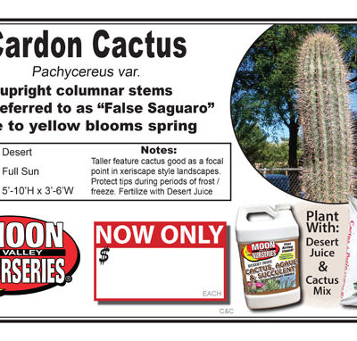 Cactus Cardon
