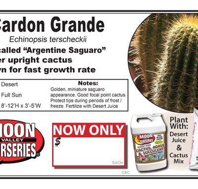 Cactus Cardon Grande