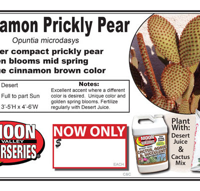 Cactus Cinnamon Prickly Pear