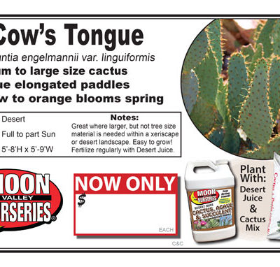 Cactus Cows tongue Prickly Pear