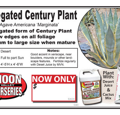 Agave Americana Variegated