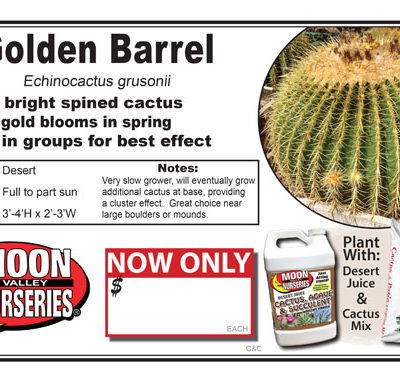 Cactus golden barrel