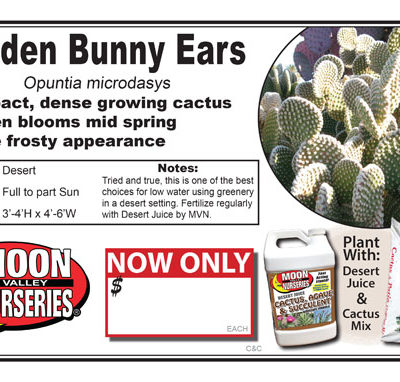 Cactus Golden Bunny Ears Prickly Pear