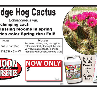 Cactus Hedge Hog2