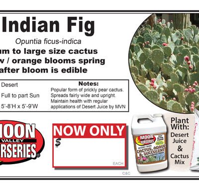 Cactus Indian Fig Prickly Pear