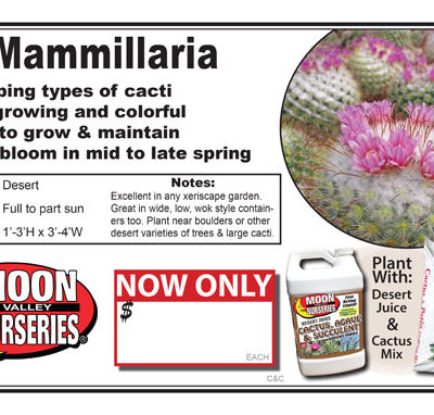 Cactus mammillaria generic