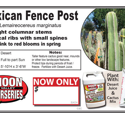 Cactus Mexican Fence Post