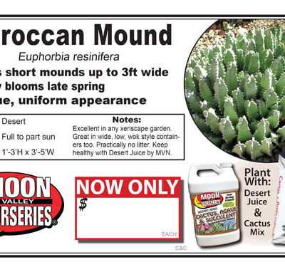 Cactus moroccan mound