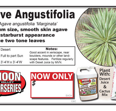 Agave Angustifolia Marginata