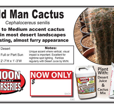 Cactus Old Man