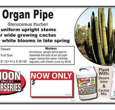 Cactus Organ Pipe