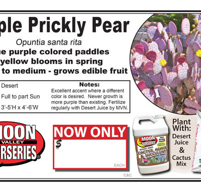 Cactus Purple prickly pear