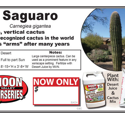 Cactus Saguaro