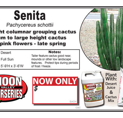 Cactus Senita