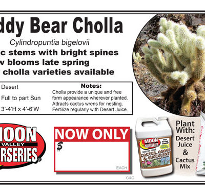 Cactus Teddy Bear Cholla