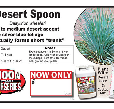 Desert spoon