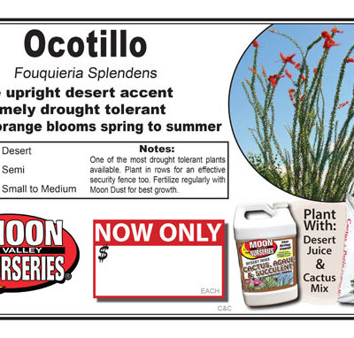 Ocotillo