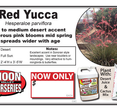 Red Yucca