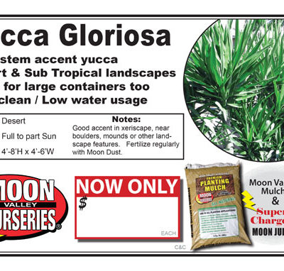 Yucca gloriosa 2016AZ