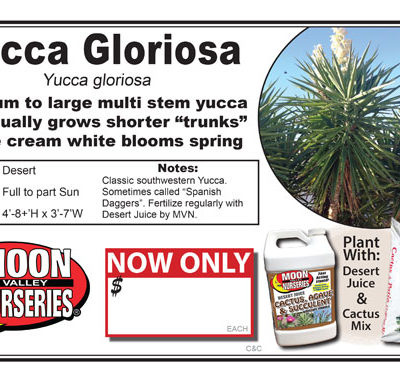 Yucca Gloriosa