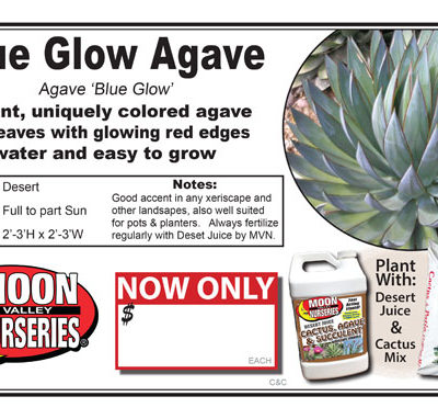 Agave Blue Glow