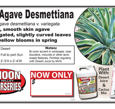 Agave Desmettiana Variegated