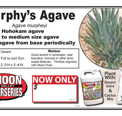 Agave Murphy's