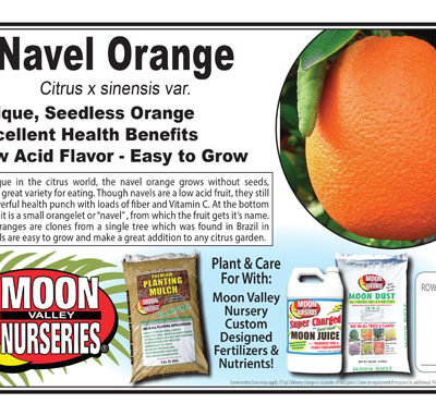 Navel Orange
