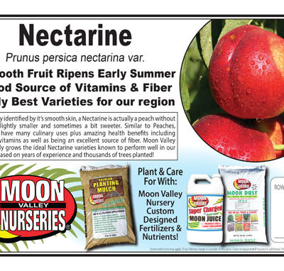 Nectarine