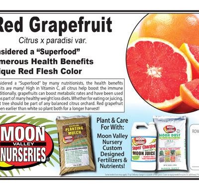 Red Grapefruit