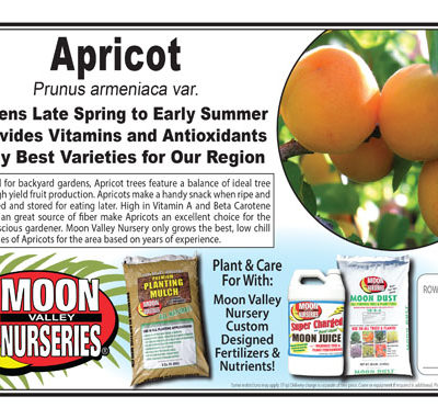 Apricot