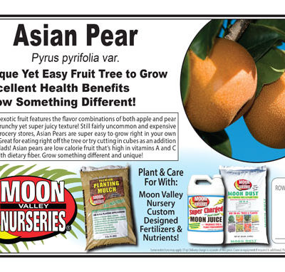 Asian Pear