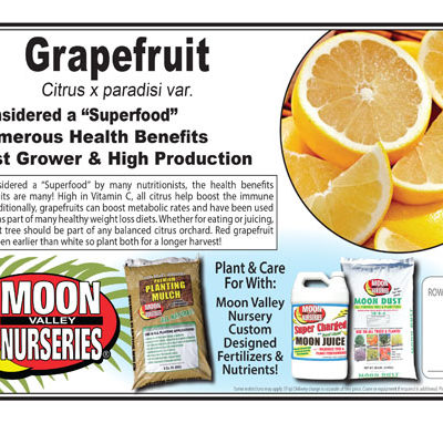 Grapefruit
