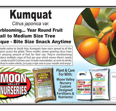 Kumquat