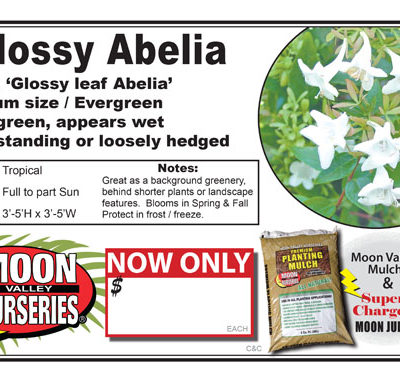 Abelia Glossy