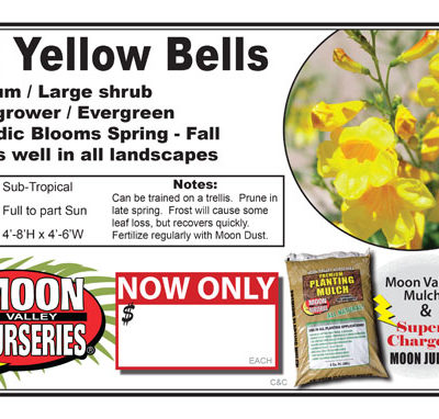 AZ Yellow Bells