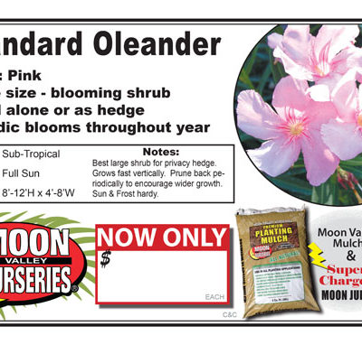 Oleander Std Pink